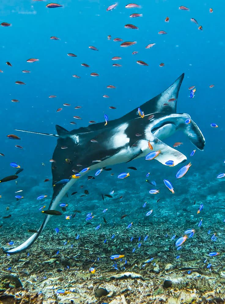 Where the Ocean Breathes: Diving into Labuan Bajo’s Underwater World